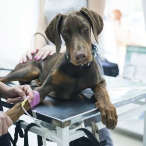 Veterinärmedizinische Einrichtungen müssen Behandlungsabfälle ordnungsgemäß entsorgen (Foto: duskojovic, Fotolia)