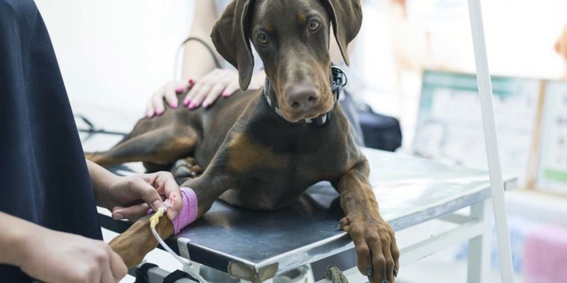 Veterinärmedizinische Einrichtungen müssen Behandlungsabfälle ordnungsgemäß entsorgen (Foto: duskojovic, Fotolia)