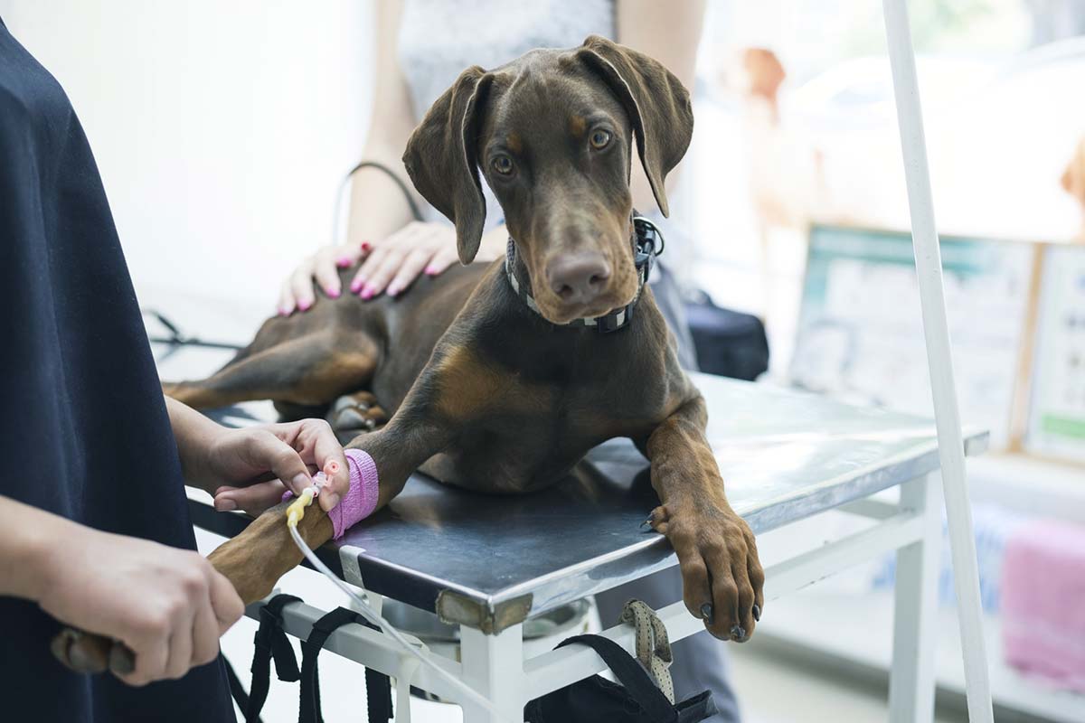 Veterinärmedizinische Einrichtungen müssen Behandlungsabfälle ordnungsgemäß entsorgen (Foto: duskojovic, Fotolia)
