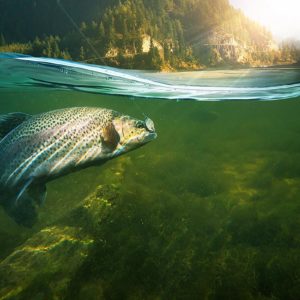 Arzneimittelstoffe und deren Abbauprodukte belasten flächendeckend die Gewässer. (Foto: vitaliy_melnik, Fotolia)