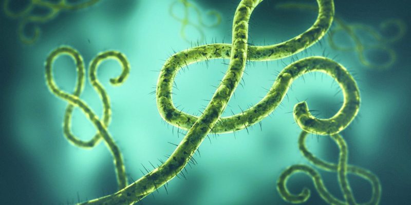 Hochinfektiöser Ebolavirus: Die Entsorgung von kontaminierten Abfällen muss gut geplant sein. (Foto: Jezperklauzen, iStock)