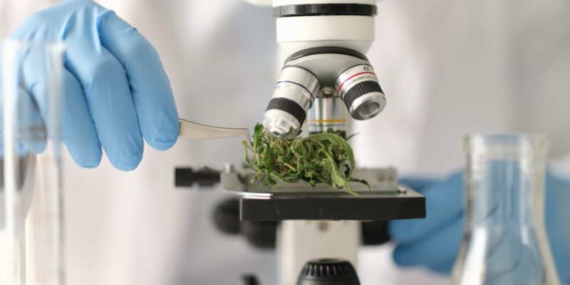 Mikroskop Cannabis (Foto: Pungu x)