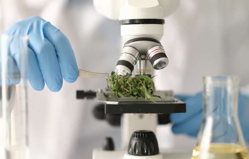 Mikroskop Cannabis (Foto: Pungu x)